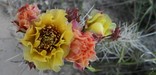 Plains pricklypear cactus in full bloom